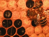 muzeum-pszczelarstwa